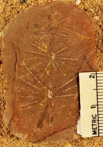 Annularia