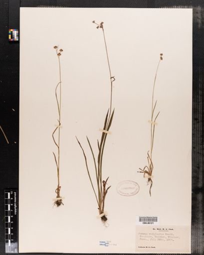 Juncus marginatus