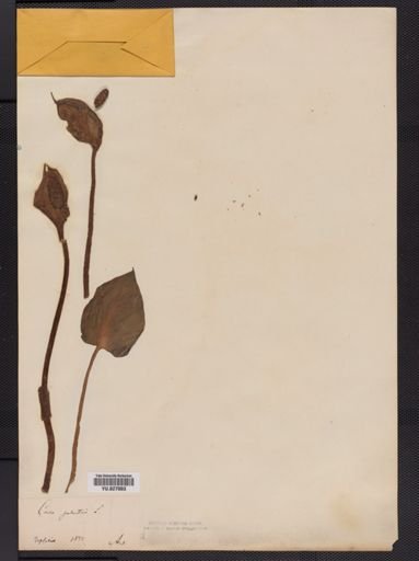 Calla palustris