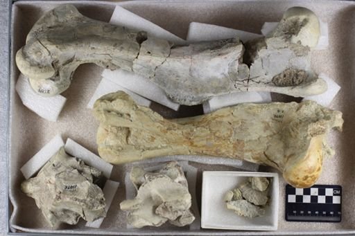 Aceratherium sp.