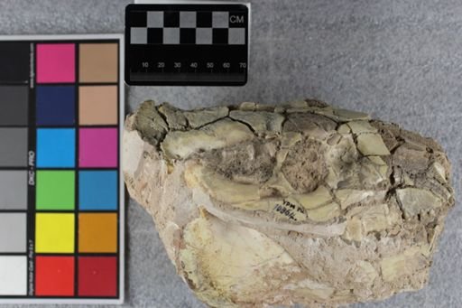 Merycoidodon culbertsoni culbertsoni