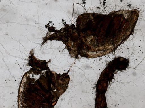Sphaeroma quadridentatum