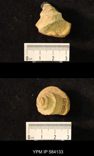 Worthenia tabulata