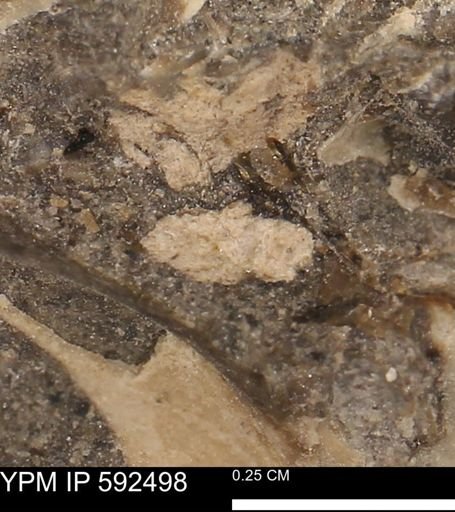 undet. Mollusca