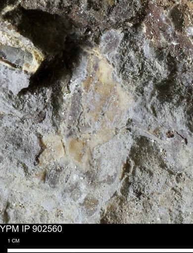 undet. Bivalvia