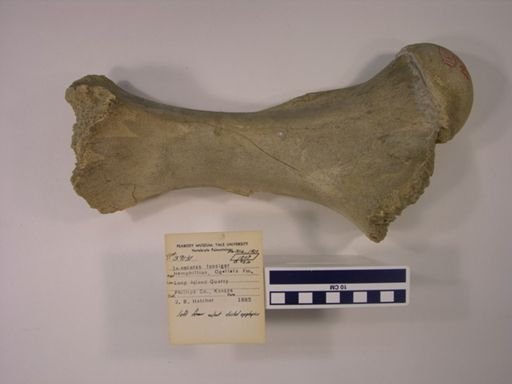 Teleoceras fossiger