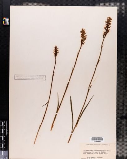 Spiranthes romanzoffiana