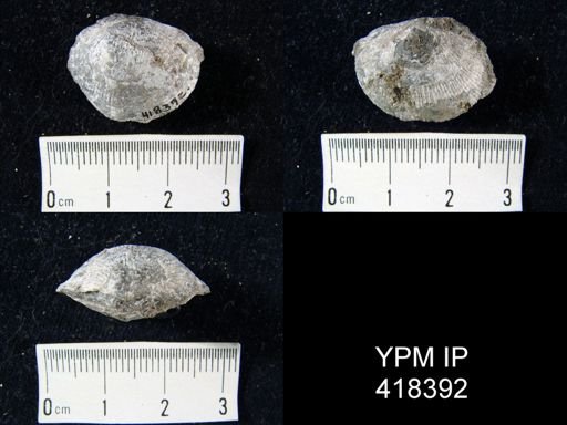 undet. Atrypida