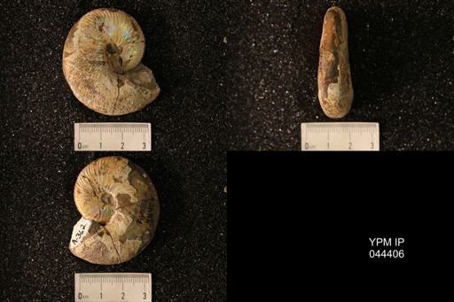 Hoploscaphites nicolletii