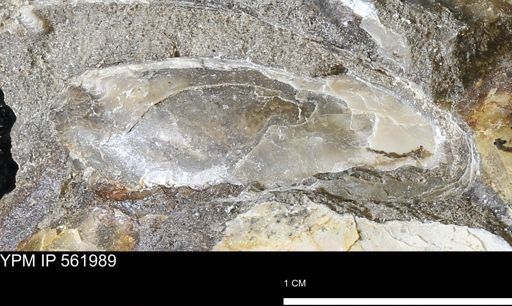 undet. Bivalvia