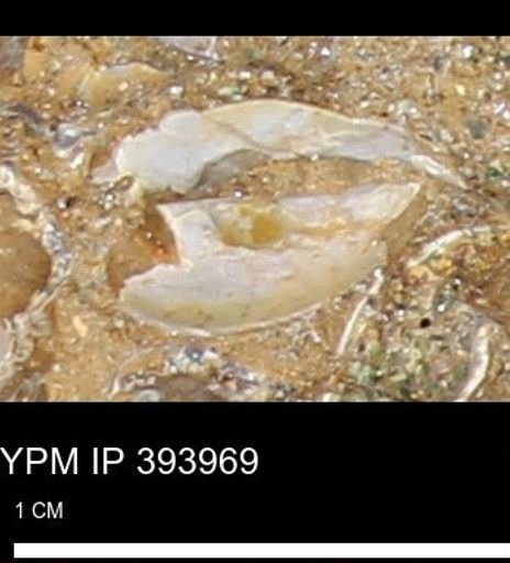 undet. Bivalvia