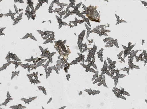 Plexaurella dichotoma