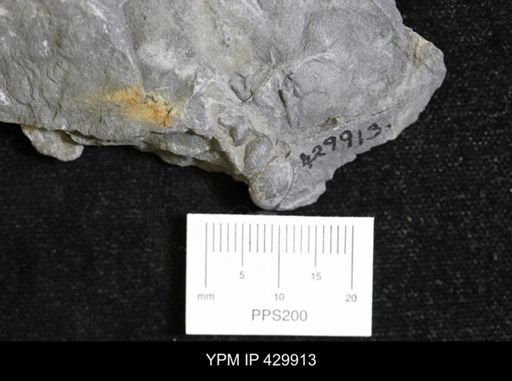 Palaeozygopleura (Loxonema) hamiltoniae