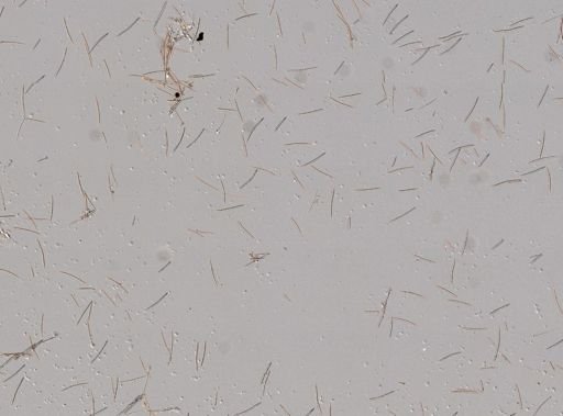 Haliclona cinerea?