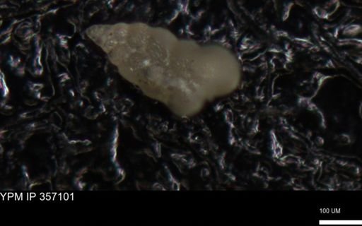 undet. Foraminiferida
