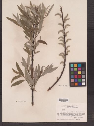 Salix