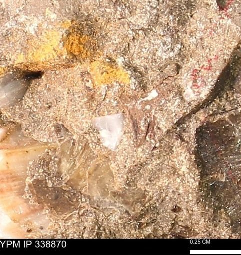 undet. Mollusca
