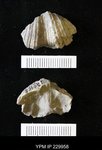 Neospirifer sp.