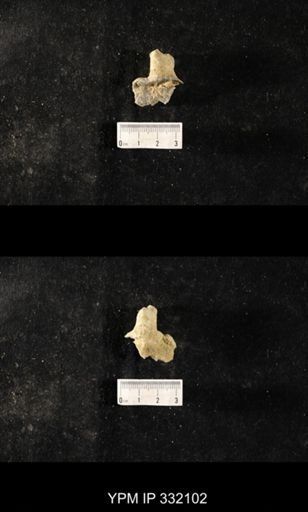 undet. Bryozoa