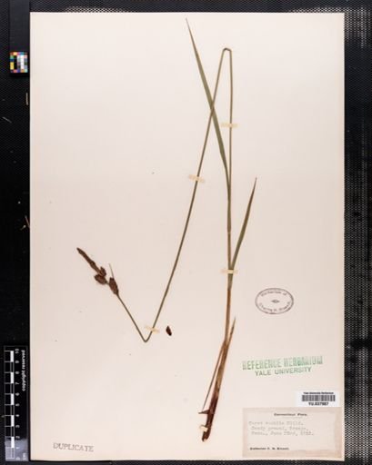Carex vestita