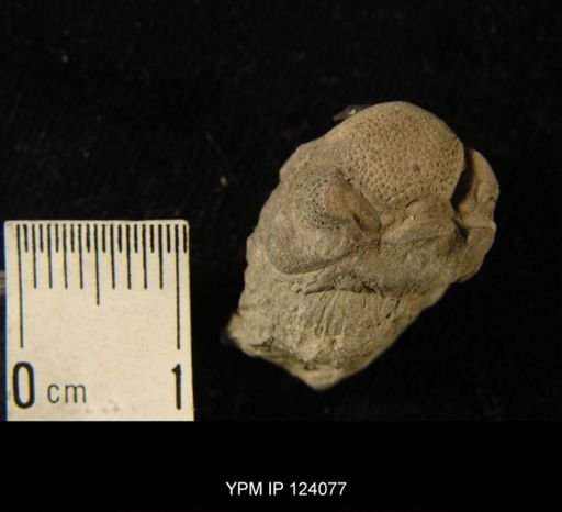 Phacops rana