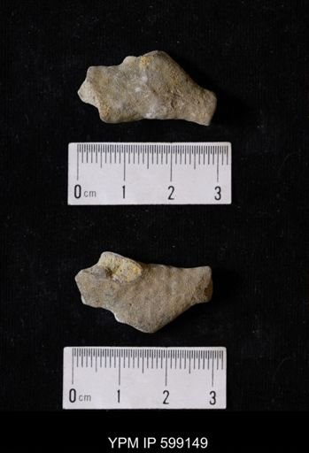 Heterotrypa sp.
