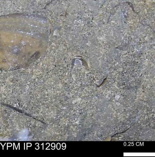 Euspira?