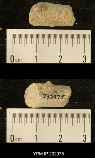Archaeocidaris sp.