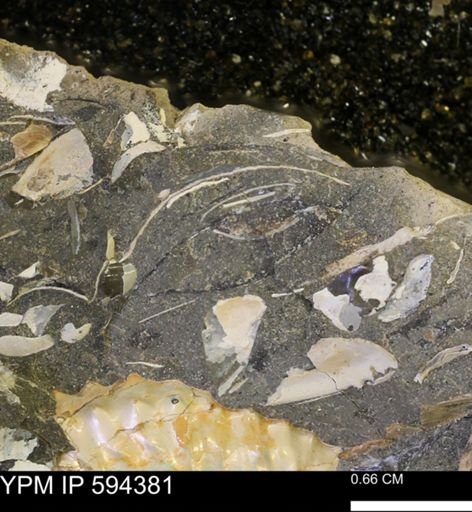 undet. Bivalvia