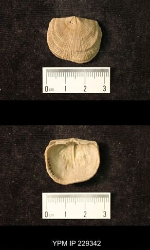 Derbya crassa texana