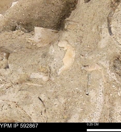 undet. Mollusca