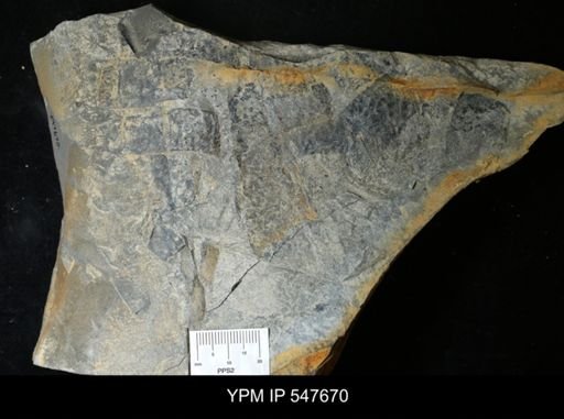 undet. Eurypterida