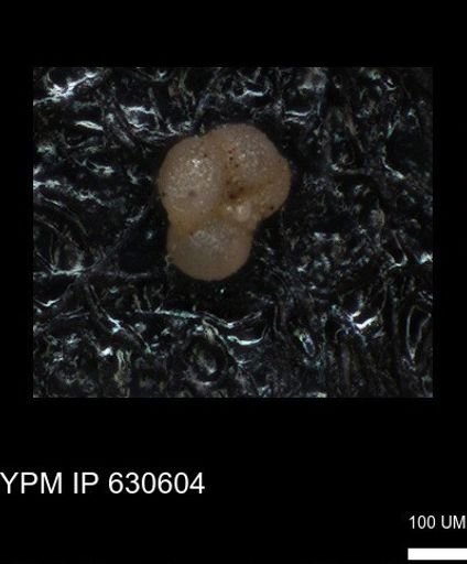 undet. Rugoglobigerinidae