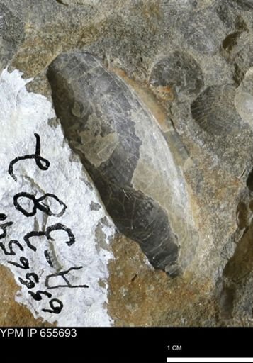 Pseudoptera?