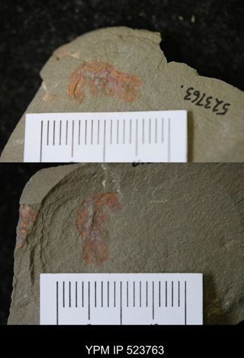 undet. Arthropoda