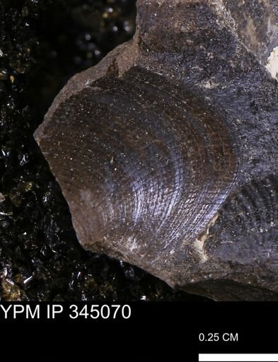 Limopsis striatopunctatus