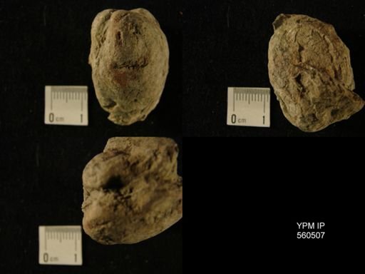 undet. Bivalvia