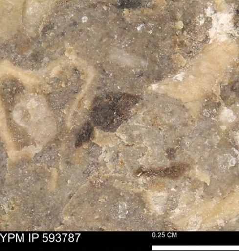 undet. Mollusca
