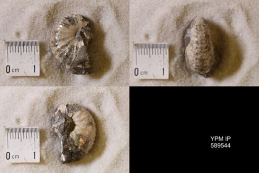 undet. Scaphitidae