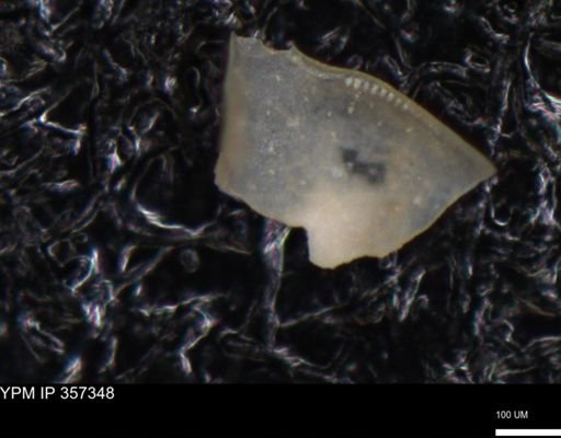 undet. Ostracoda
