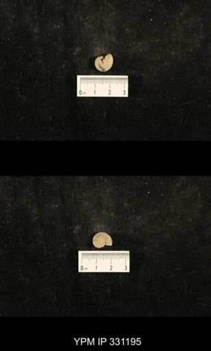 Trepospira depressa