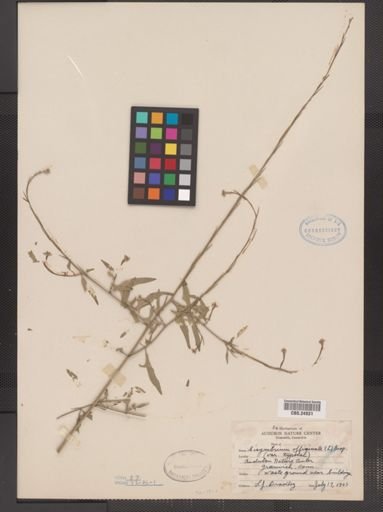 Sisymbrium officinale