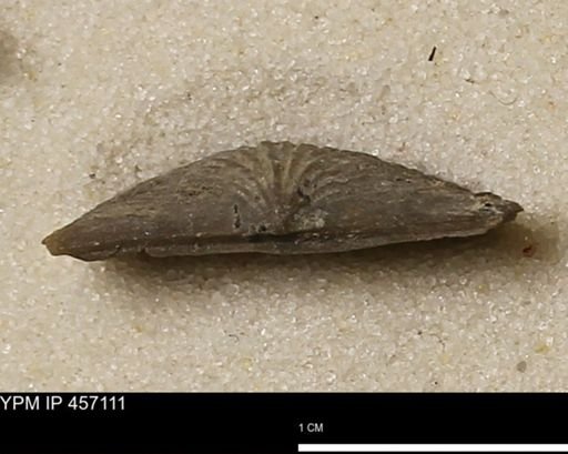 Stropheodonta sp.