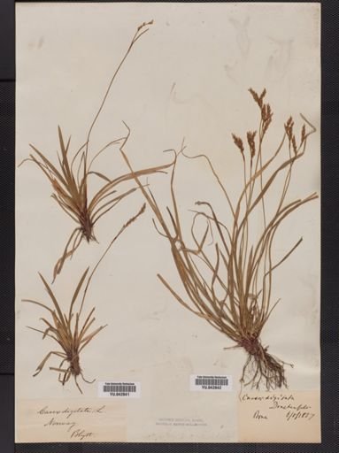 Carex digitata