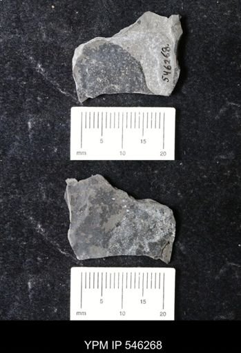 undet. Eurypterida