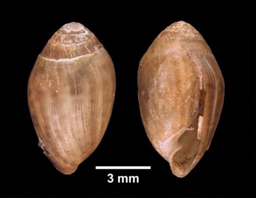 Melampus bidentatus