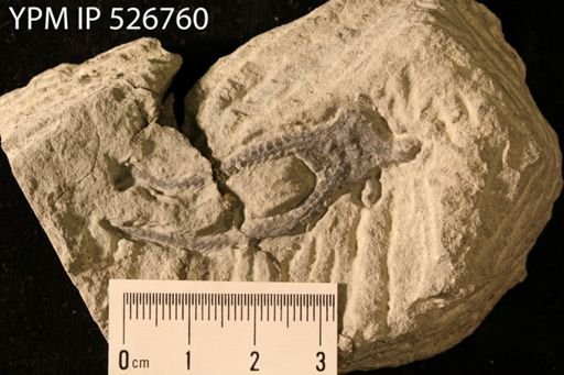 cf. Furcaster