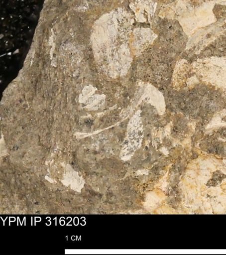 undet. Mollusca
