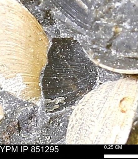 Limopsis striatopunctatus
