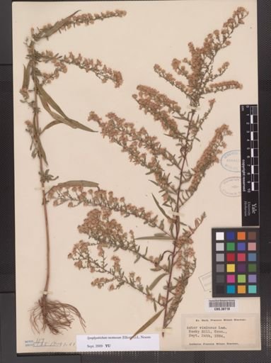 Symphyotrichum racemosum